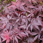Acer palmatum Black Lace