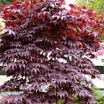 Acer palmatum Bloodgood