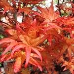 Acer palmatum Corallinum