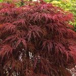 Acer palmatum Crimson Queen