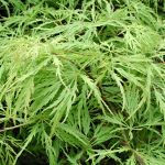 Acer palmatum Dissectum