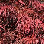 Acer palmatum Garnet