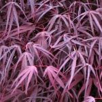 Acer palmatum Enkan