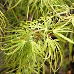 Acer palmatum Koto-no-ito (syn. Latilobatum)
