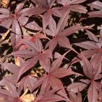 Acer palmatum Moonfire