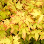 Acer palmatum Orange Dream