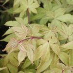 Acer palmatum Osakazuki
