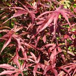 Acer palmatum Pevé Dave
