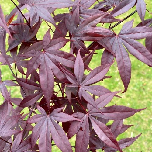 Acer palmatum Red Emperor
