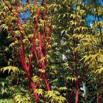 Acer palmatum Sango-kaku