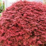 Acer palmatum Shaina