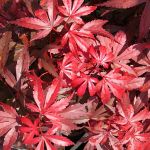 Acer palmatum Skeeter´s Broom