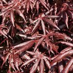 Acer palmatum Trompenburg