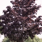 Acer platanoides Crimson King