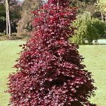 Acer platanoides Crimson Sentry