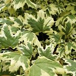 Acer platanoides Drummondii