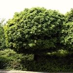 Acer platanoides Globosum