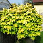 Acer platanoides Golden Globe