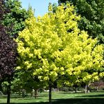 Acer platanoides Princeton Gold