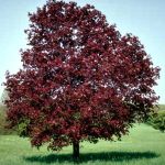 Acer platanoides Royal Red