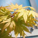 Acer shirasawanum Jordan