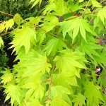 Acer shirasawanum Summergold