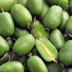 Actinidia arguta Vitikiwi