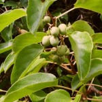 Actinidia arguta Kokuwa