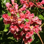 Aesculus carnea Briotii
