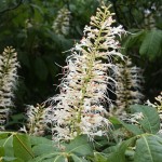 Aesculus parviflora