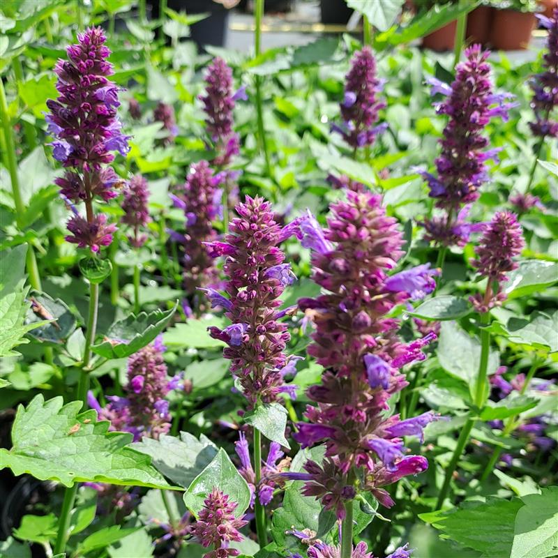 Agastache x Blue Boa