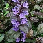 Ajuga reptans Braunherz