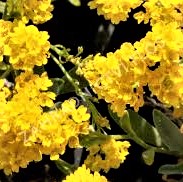 Alyssum saxatile Summit