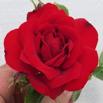 Rosa hybr. (PN)  Amadeus