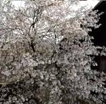 Amelanchier La Paloma