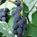 Amelanchier x Sultana