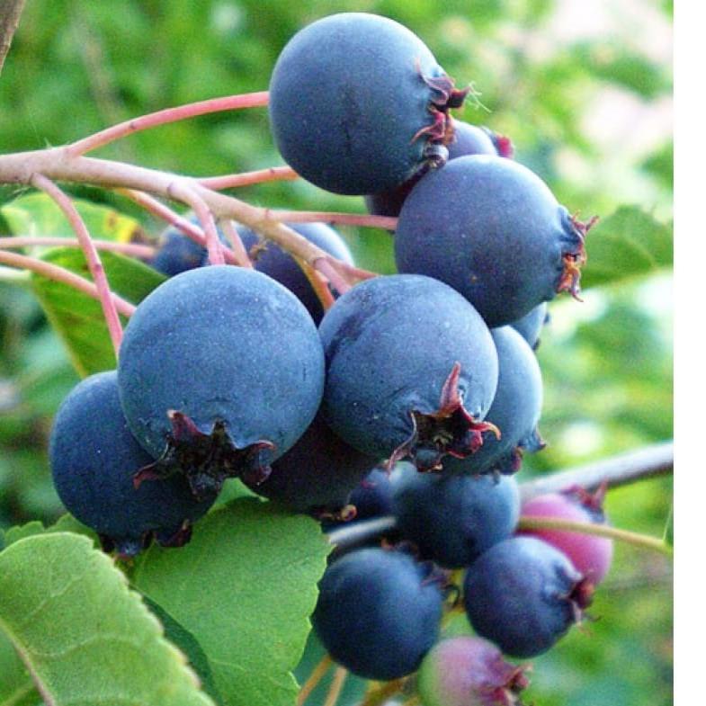 Amelanchier alnifolia Thiessen