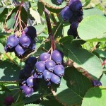 Amelanchier x grandiflora Prince William