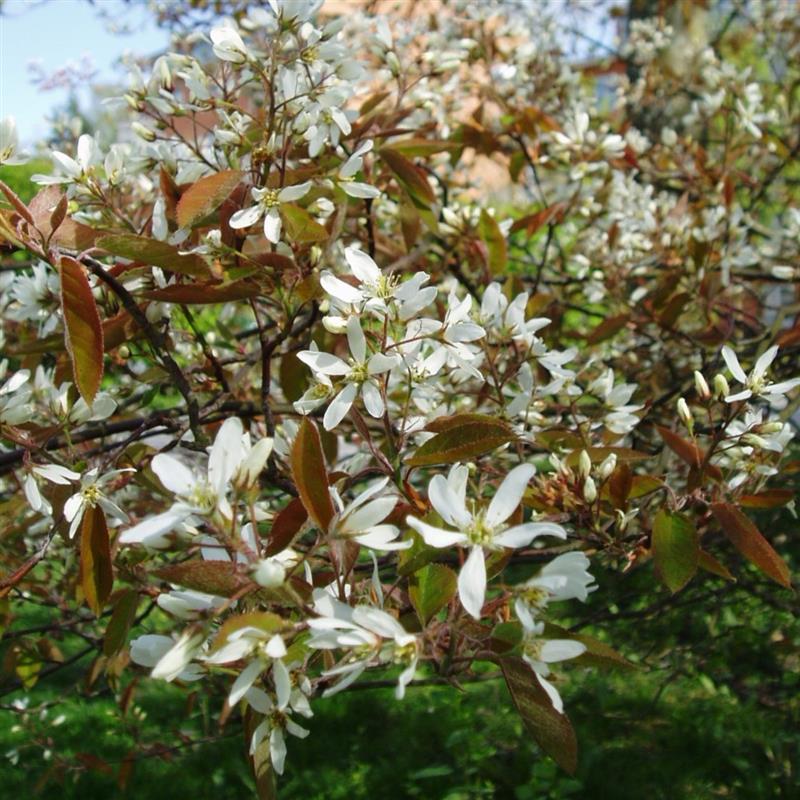 Amelanchier x lamarckii