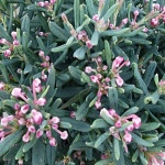 Andromeda polifolia Ice Blue