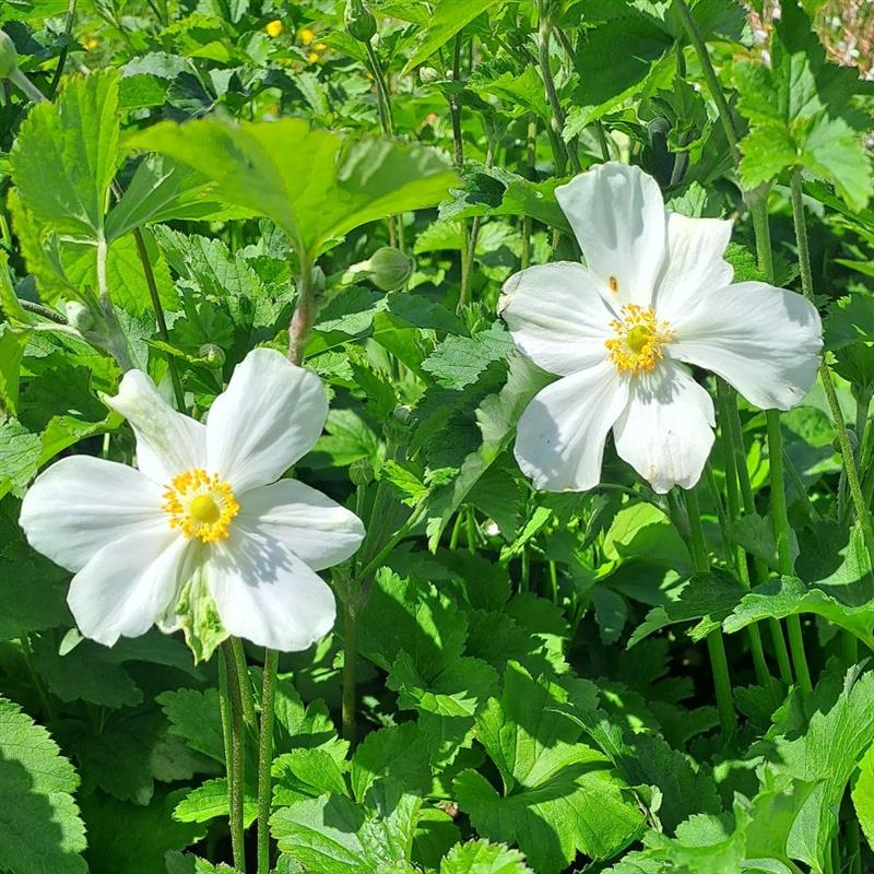 Anemone hybrida Honorine Jobert