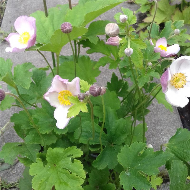 Anemone hupehensis Rose Shades