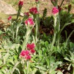 Antennaria dioica Rubra