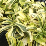 Arabis ferdinandi-coburgii Old Gold