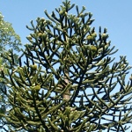 Araucaria araucana