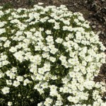 Arenaria montana Blizzard Compact