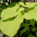 Aristolochia macrophylla