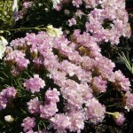 Armeria juniperifolia Bevan' s