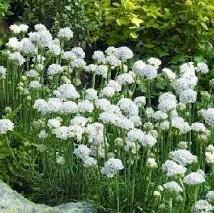 Armeria maritima Armada White