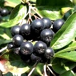 Aronia melanocarpa Viking